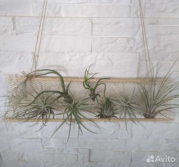 Тилландсии атмосферные ч.2