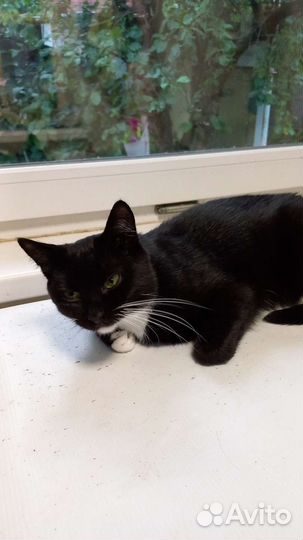 Кот в добрые руки