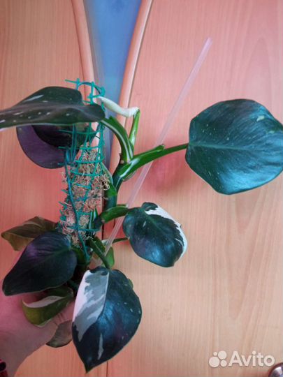 Филодендроны