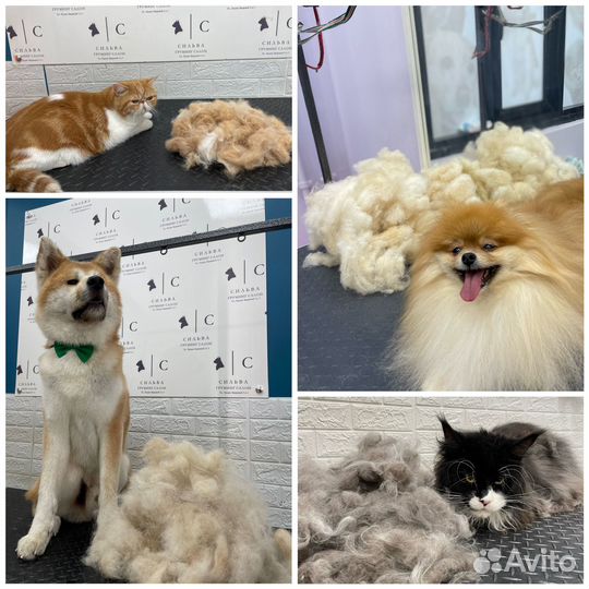 Стрижка собак