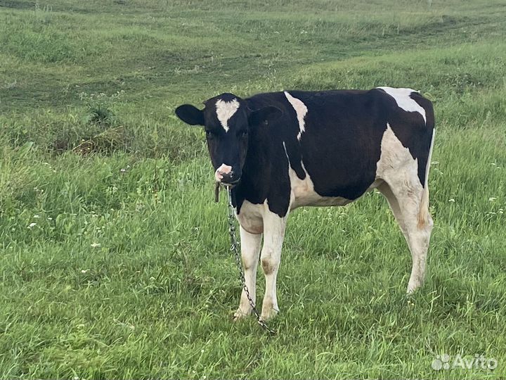 Телка 1 год