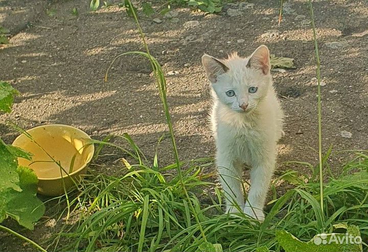 Котенок в добрые руки