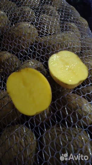 Продам картофель гала
