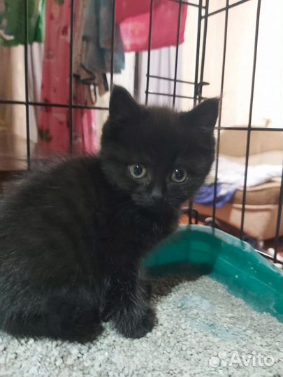 Девочка Черри 2 мес