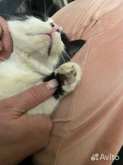 Котик Феликс