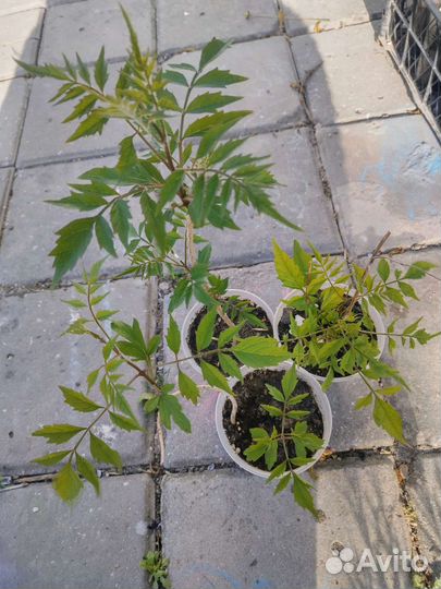 Растения для сада