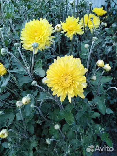 Хризантемы