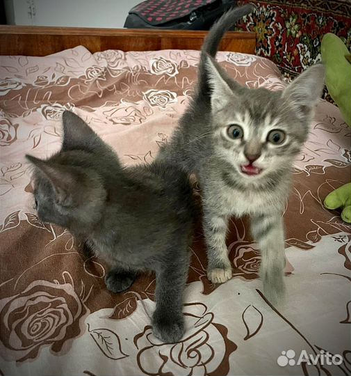 Кошка-мама и её малыши