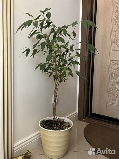 Фикус бенджамина большой 90 см
