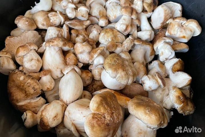 Грибы подтопольники