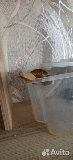 Улитки ахатины