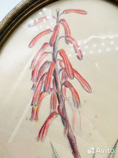 Рисунок Цветы Пастельный карандаш Овальная рамка