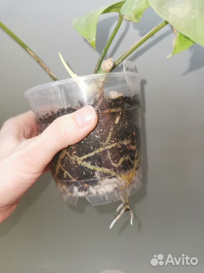 Рафидофора тетрасперма, сциндапсус треби