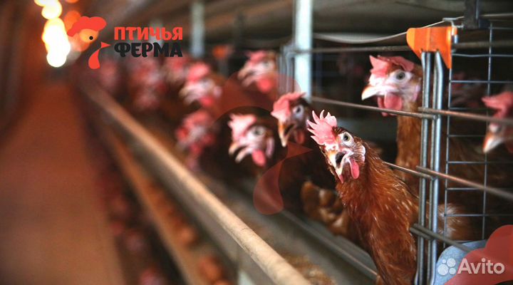 Куры несушки