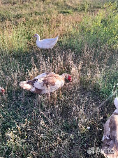 Мускусные утки