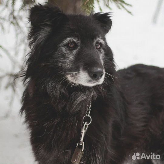 Пума всё еще в приюте