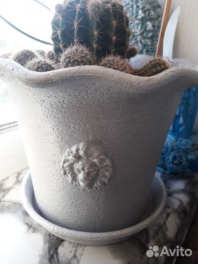 Кактусы в горшках