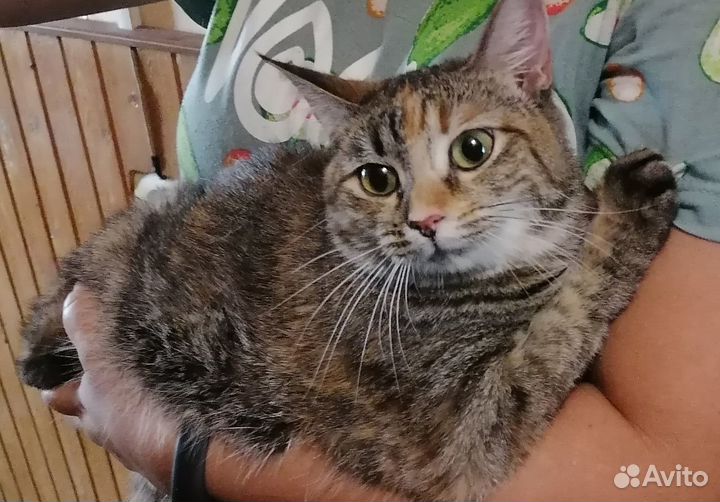 Отдам в добрые руки