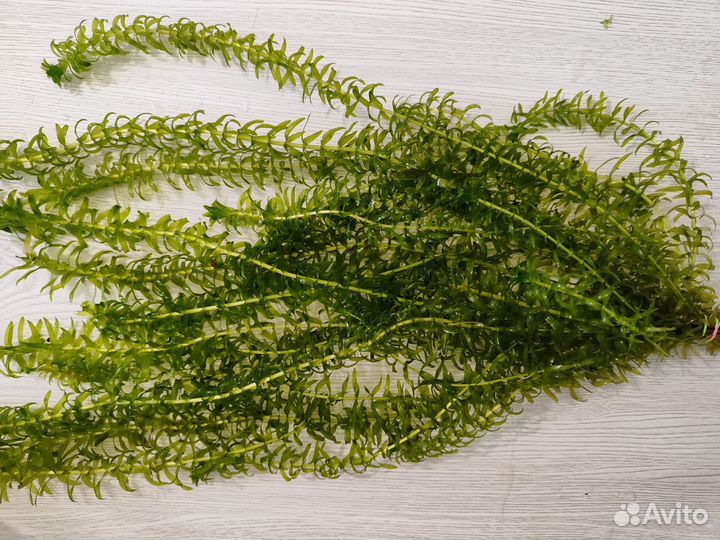 Креветки аквариумные, рыбки, растения