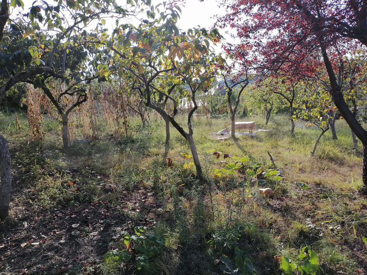 Участок 20 сот. (ИЖС)