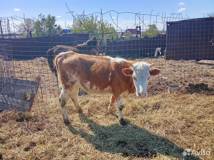 Продажа крс