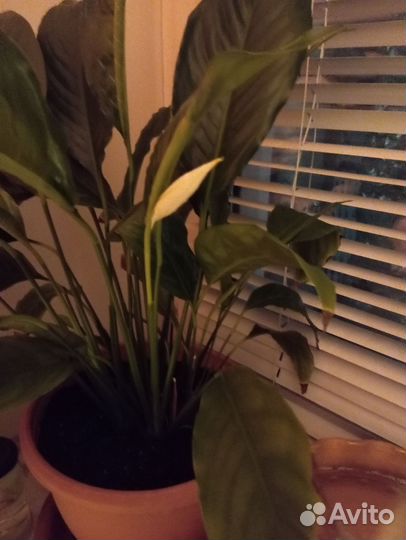 Спатифиллум