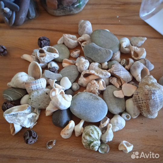 Морские раковины разные