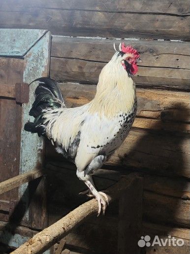 Петухи