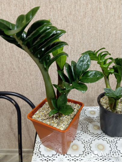 Замиокулькас Зензи