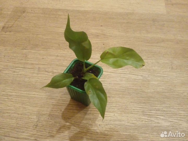 Монстера минима