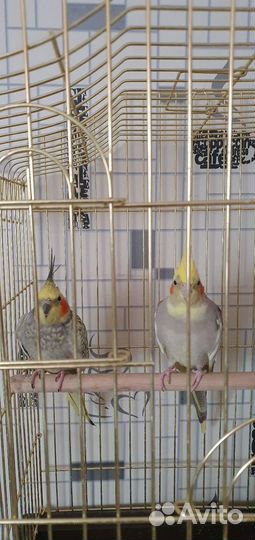 Попугаи корелла с клеткой.Быстрым за 11