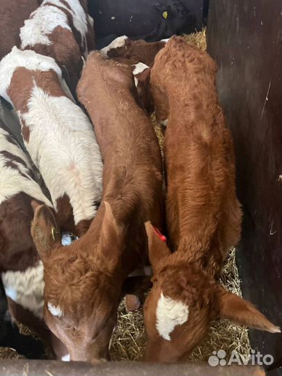 Телята бычки доставка