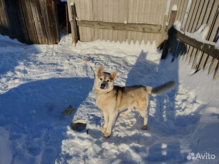 Собака в добрые руки отдам бесплатно