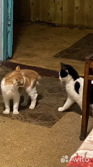 Котик в добрые руки