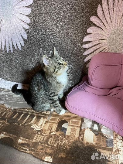 Марсель ищет дом