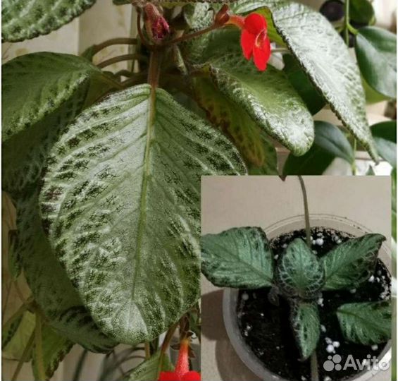 Комнатные цветы