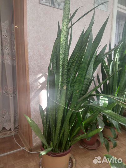 Сансевиерия сортовая