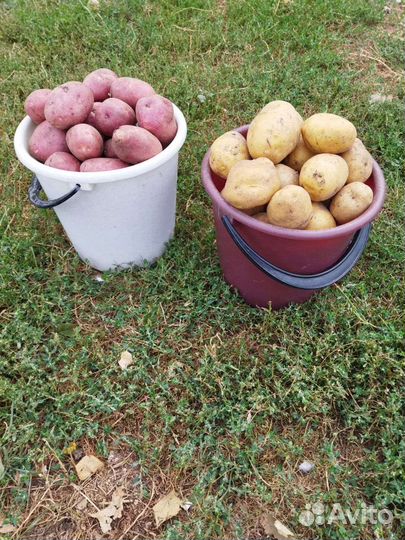 Продам картофель