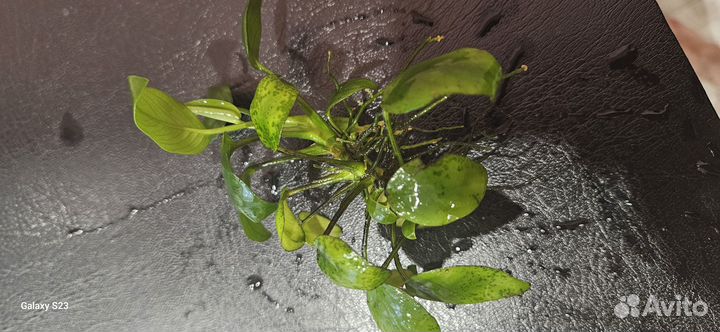 Аквариумное растение Анубис