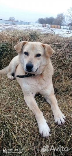 Некрупная собака ищет дом