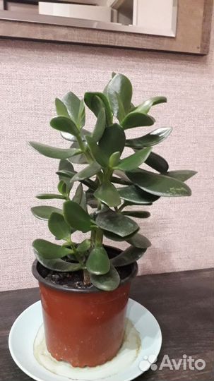 Денежное дерево (толстянка)