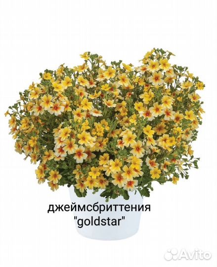 Акалифа, лисий хвост, цветы новинки, редкие сорта