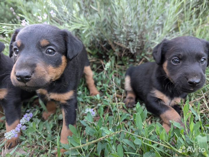 Щенки ягдтерьера