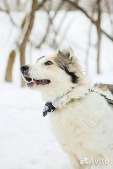 Красавчик Шмель ищет любящую семью