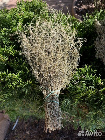 Полынь для бани