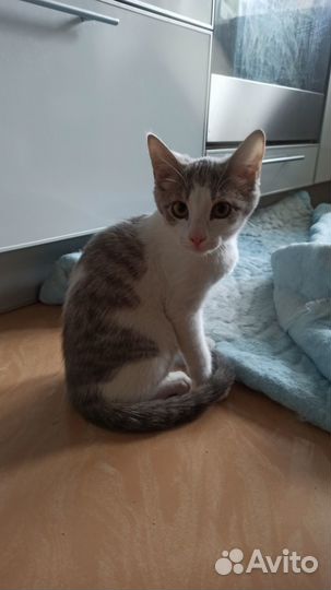 Котенок