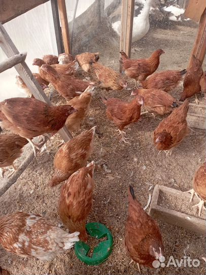 Курочки молодки несушки