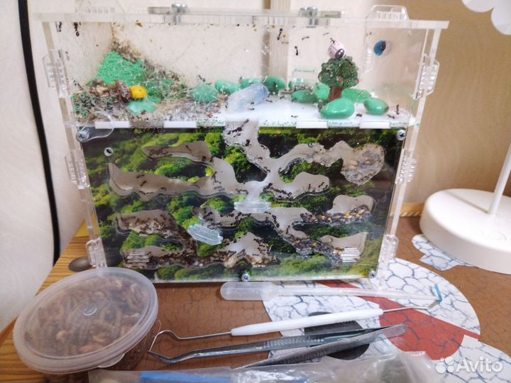 Муравьиная ферма с муравьями