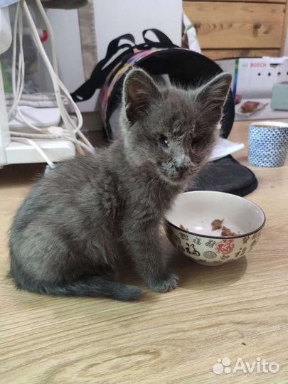 Котёнок, малыш слепой, инвалид без глазок