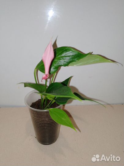 Антуриум лили розовый